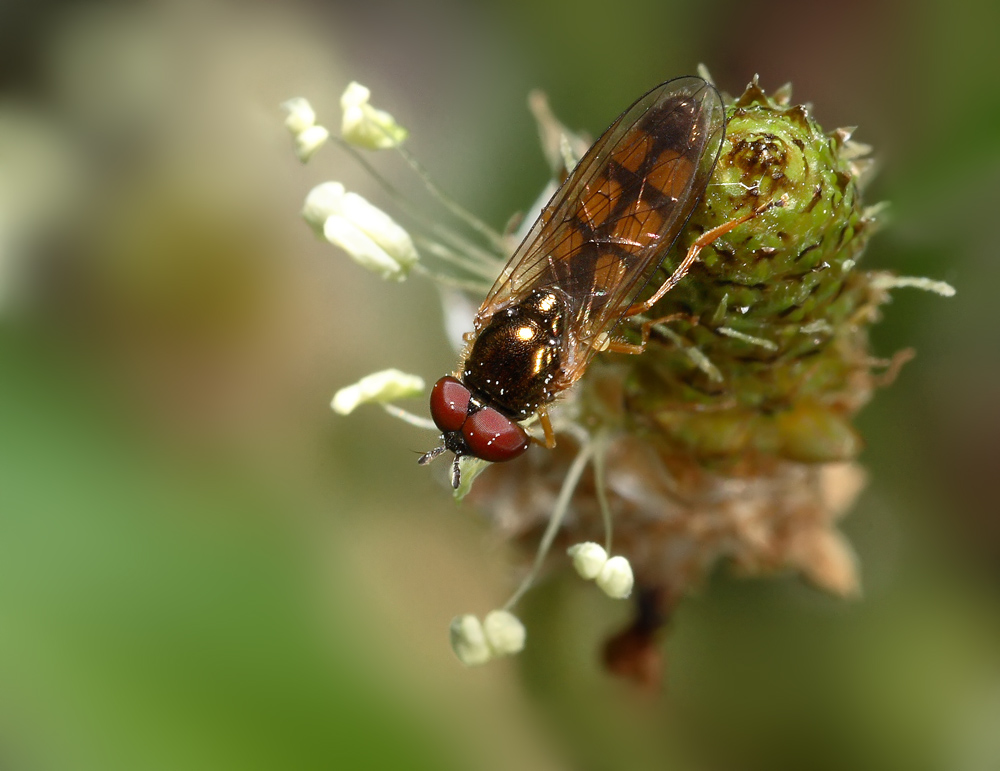 dov'� finito il fiore?