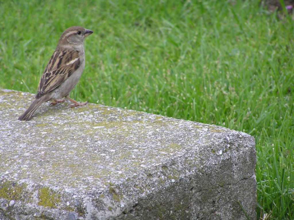 Passerotto non andare via...