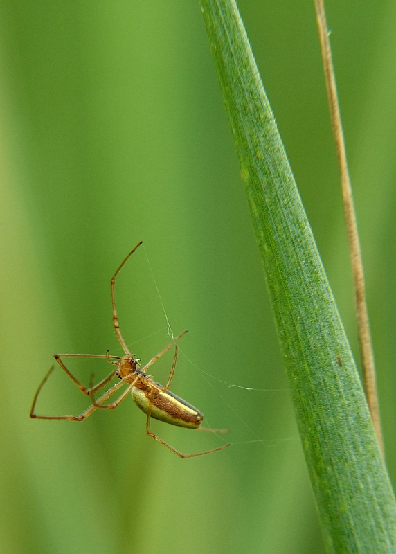 ago e filo per il sarto