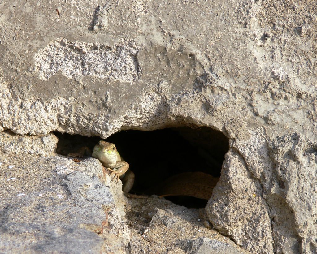 lucertola...affacciata