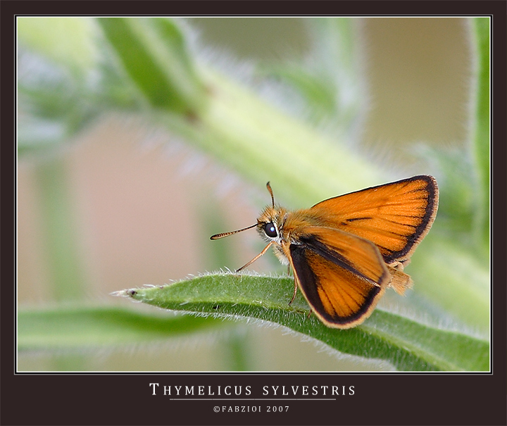 THYMELICUS SYLVESTRIS (SMALL SKYPPER)