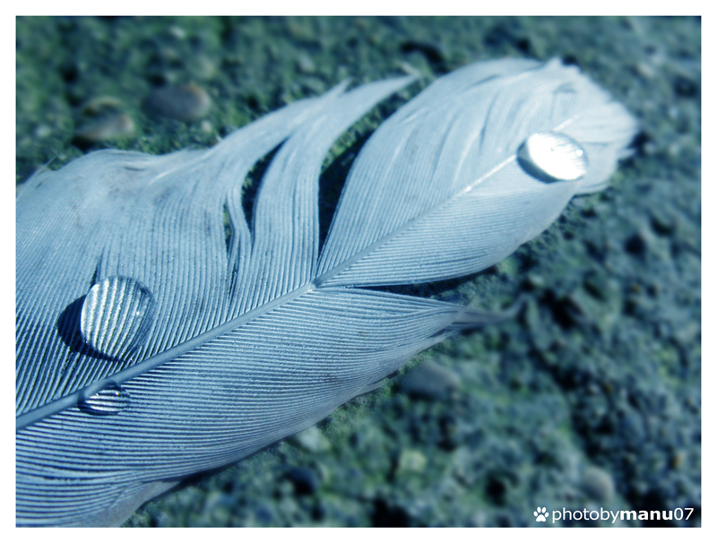 ...fallen feather...