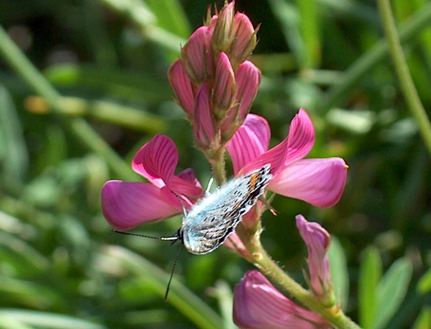 il mondo a testa in gi�