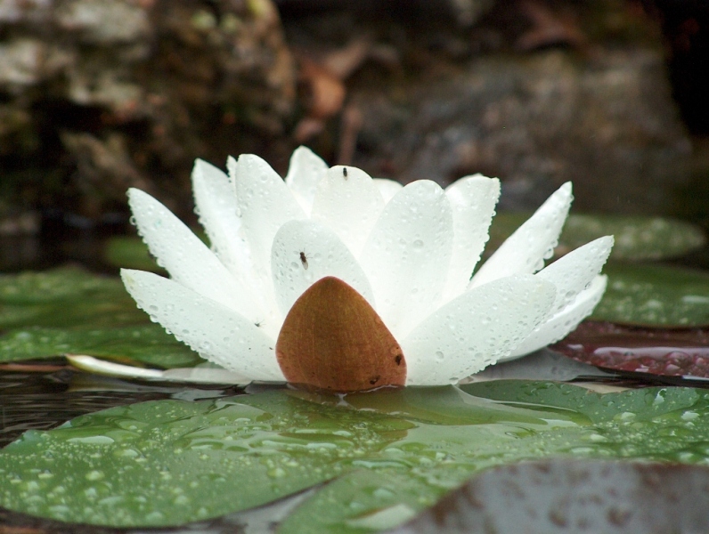 la quiete dopo la tempesta