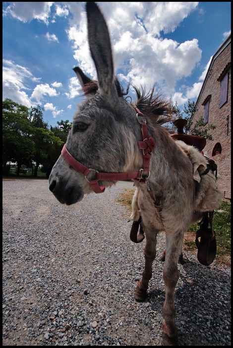 Parla pi� forte...non ti capisco
