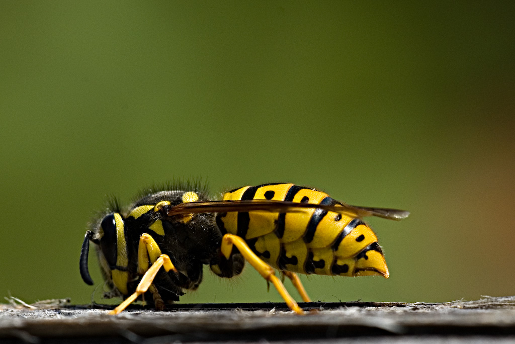 Ultima Novit� dalla Piaggio!! :-))