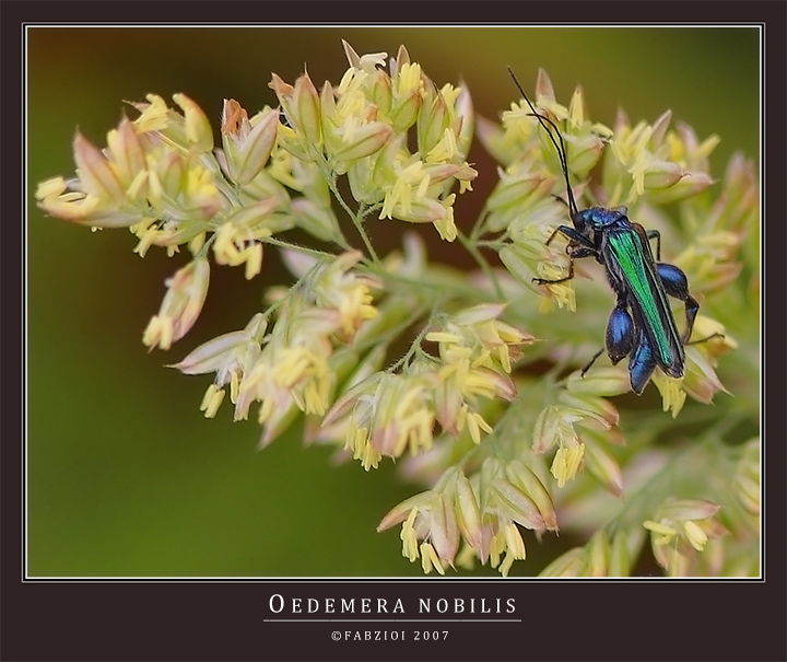 COSCETTE...... OVVERO OEDEMERA NOBILIS (Male)