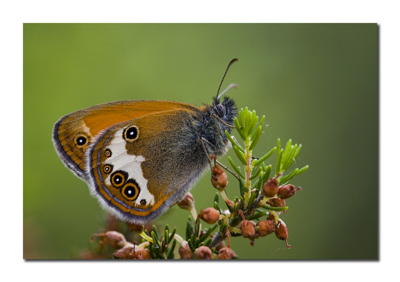 Coenonympha arcania