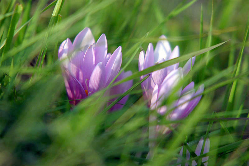 Crocus