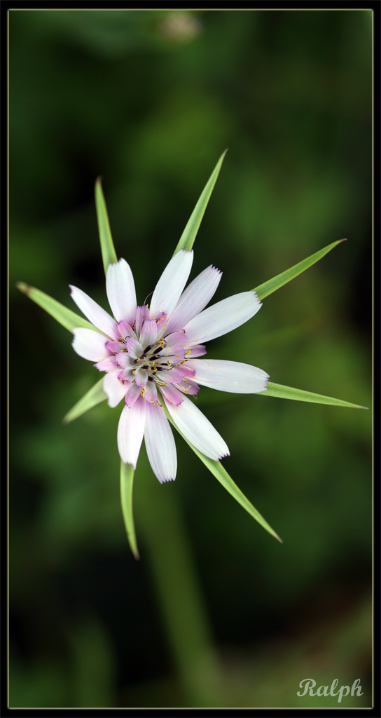 like a star at sunshine...