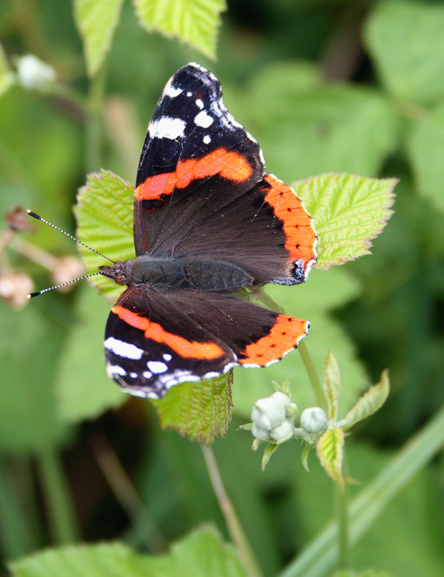 non mi ricordo il nome!