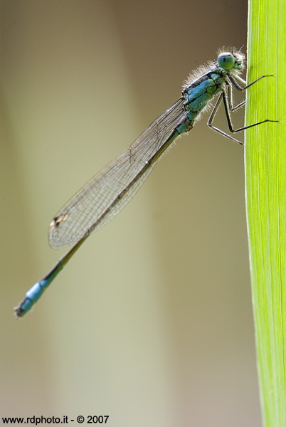 ..:: the first is blue ::..