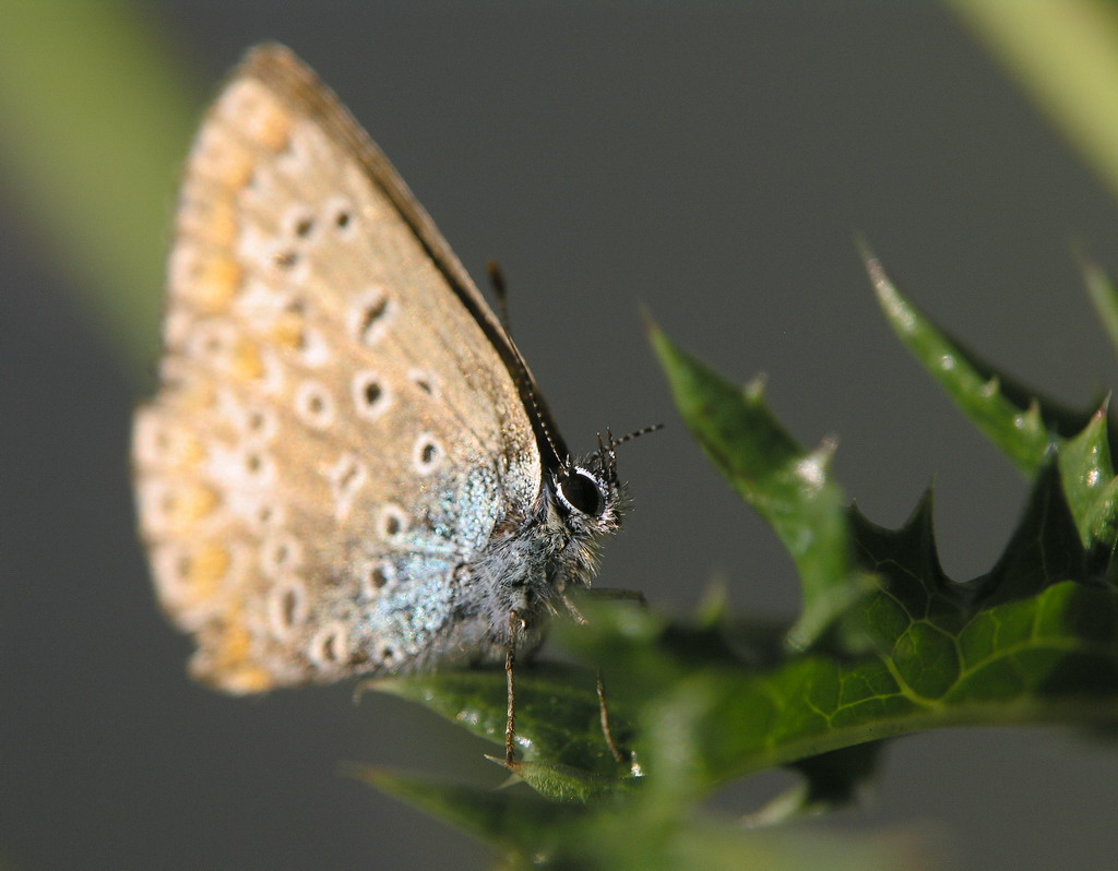 lycaenidae sul cardo.