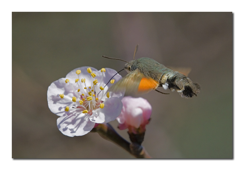 Macroglossum stellatarum