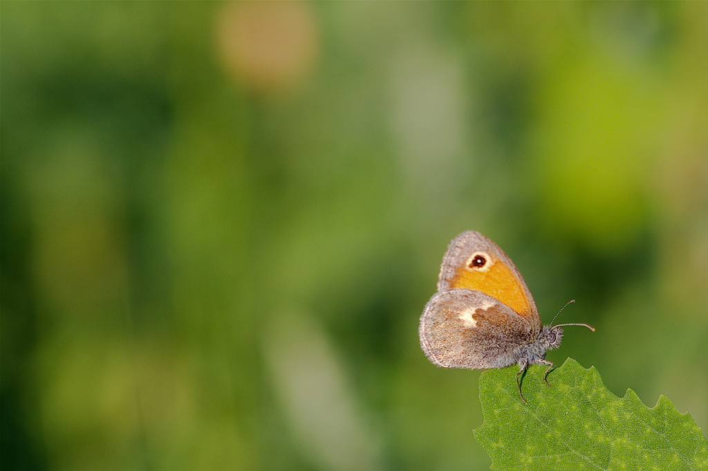 Composizione estrema
