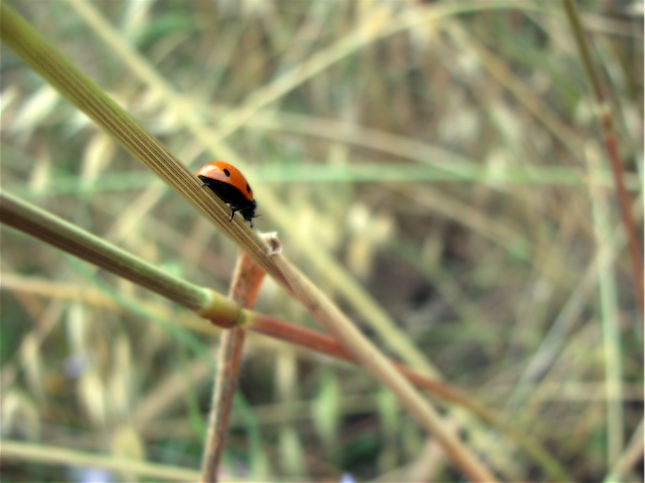 Summer Ladybug