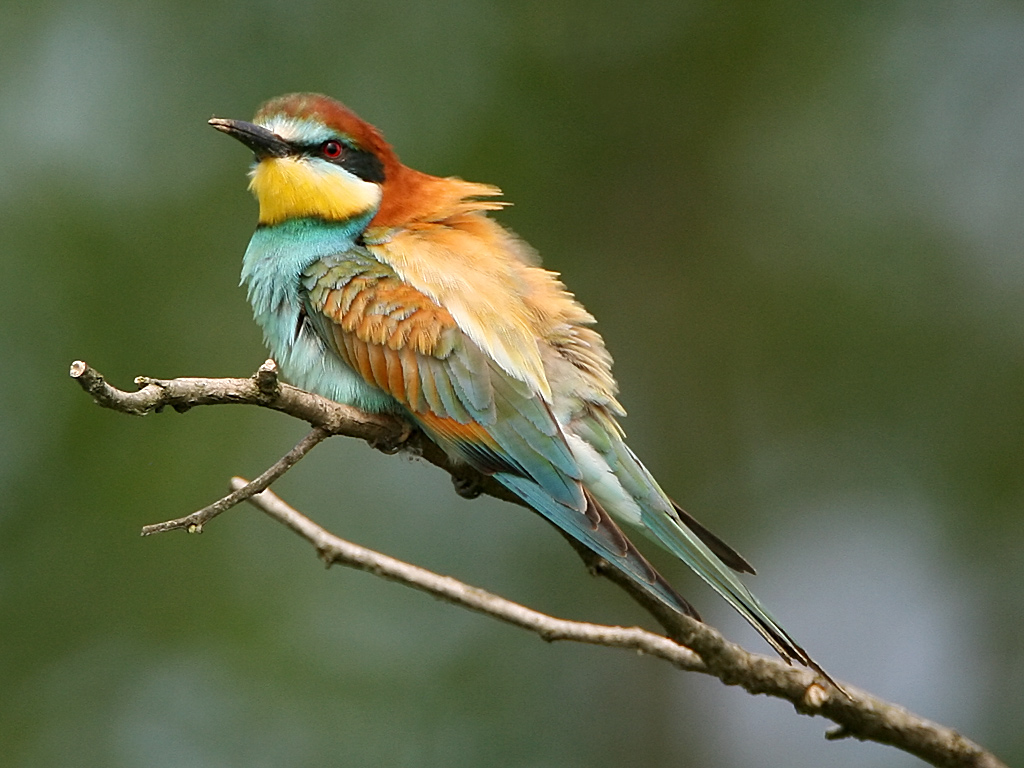 Il gruccione (Merops apiaster)