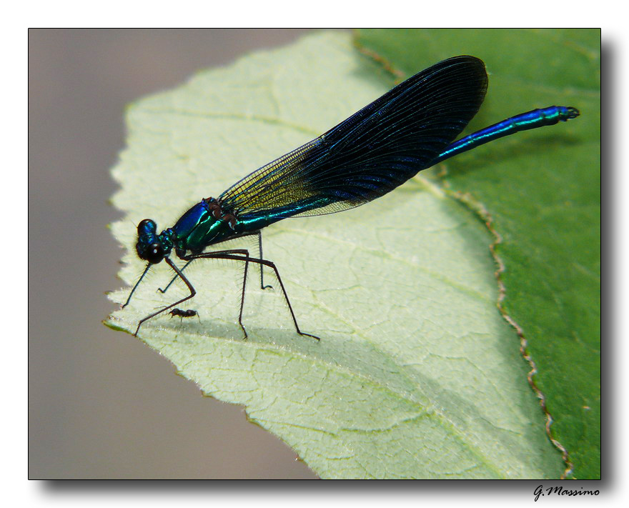 libellula - fiume Sele