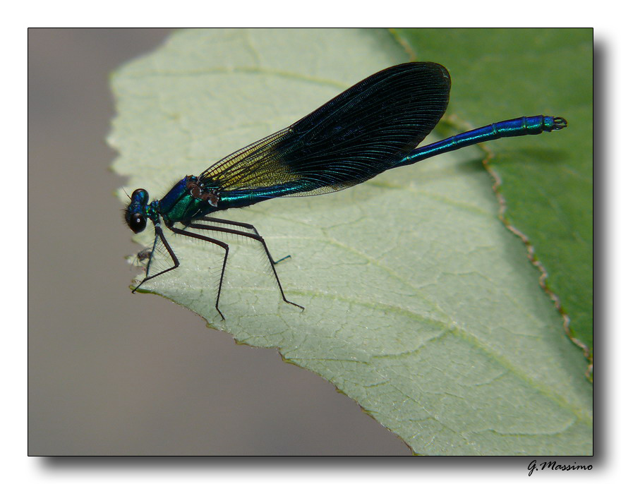 libellula 3 - fiume sele