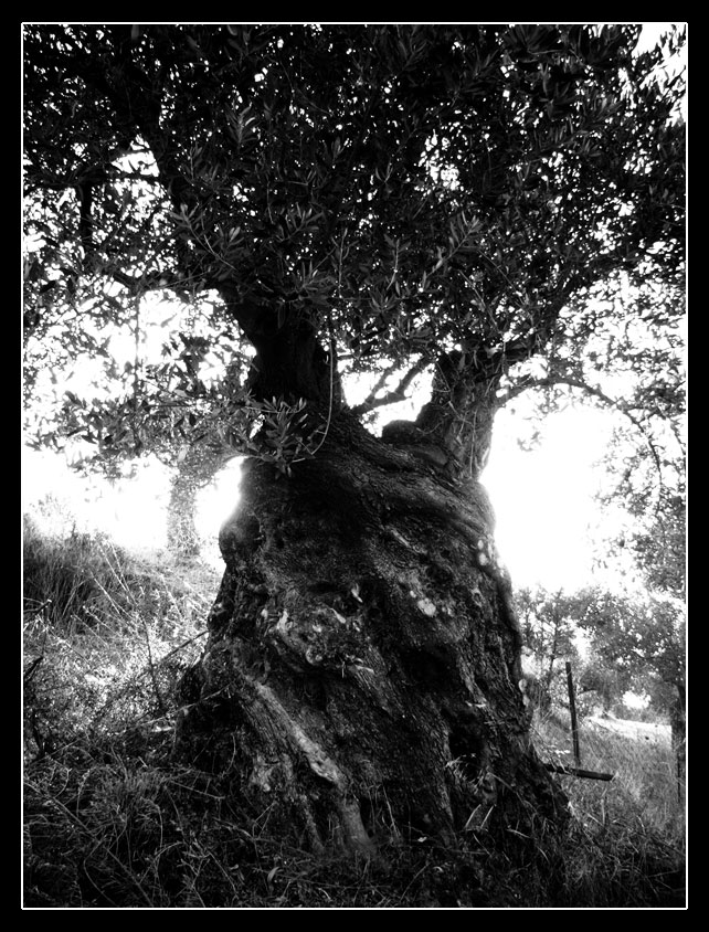 Un bell'ulivo greco