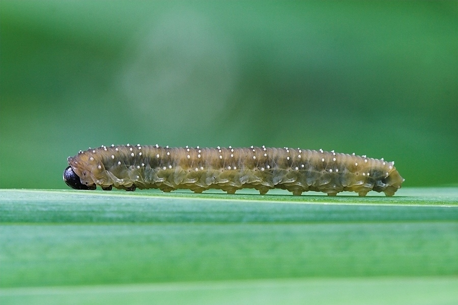 Un "trenino" nel verde!