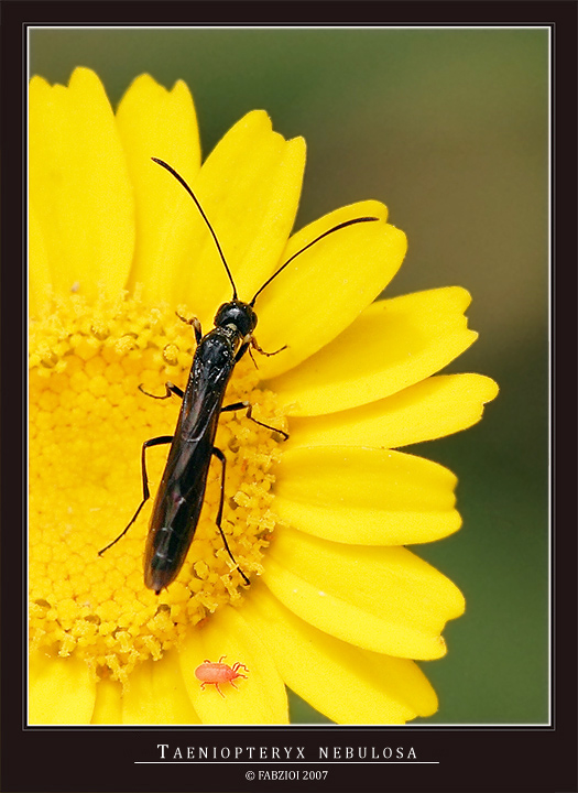 Taenyopterix nebulosa