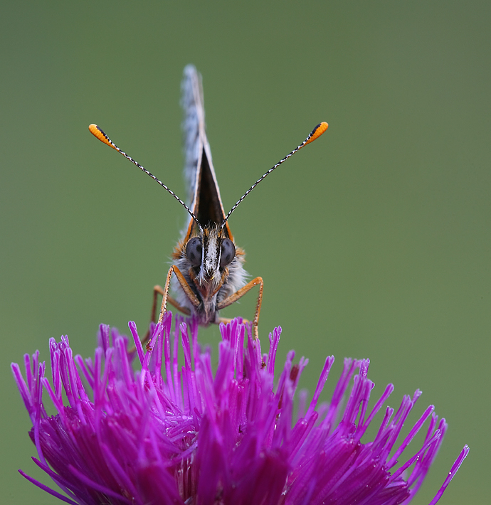 ripresa frontale di Mellicta athalia
