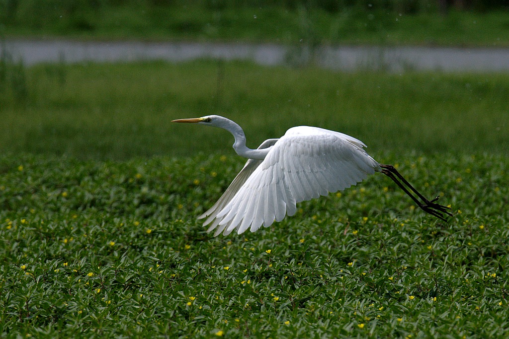 Airone bianco, l'involo
