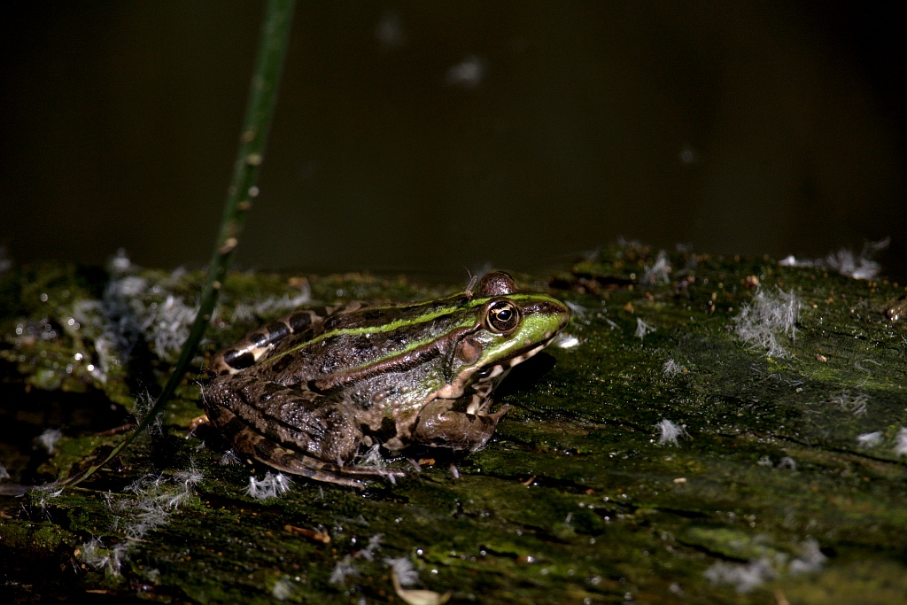 La rana e la zanzara