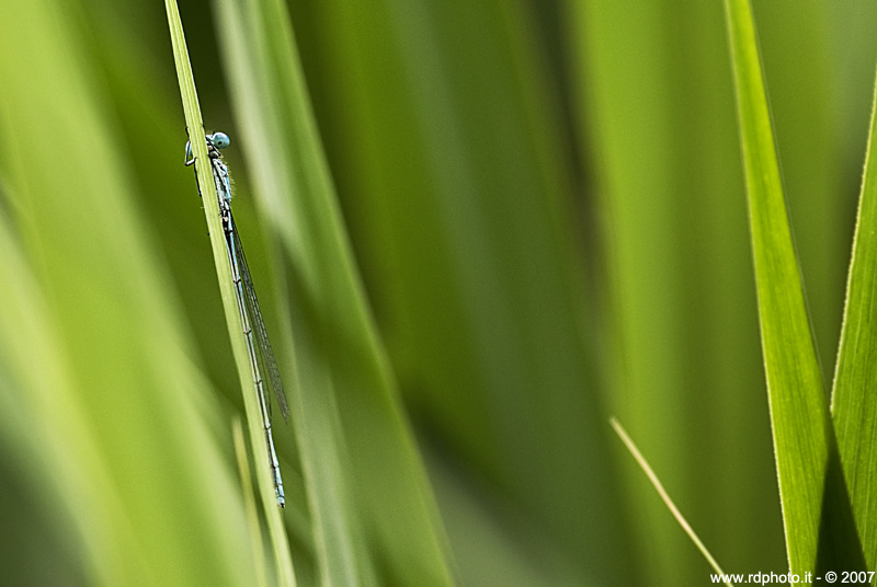 ..:: Nascondino ::..