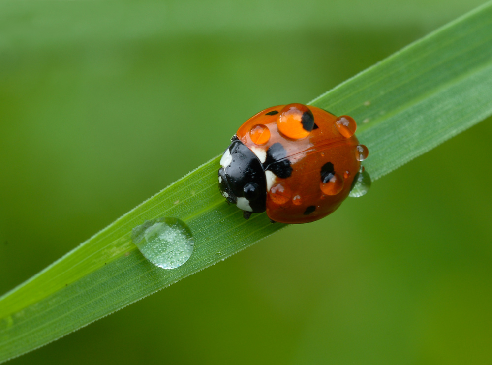 wet  ladybird