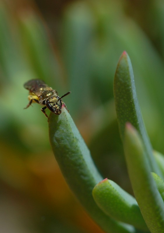 In punta di....zampe