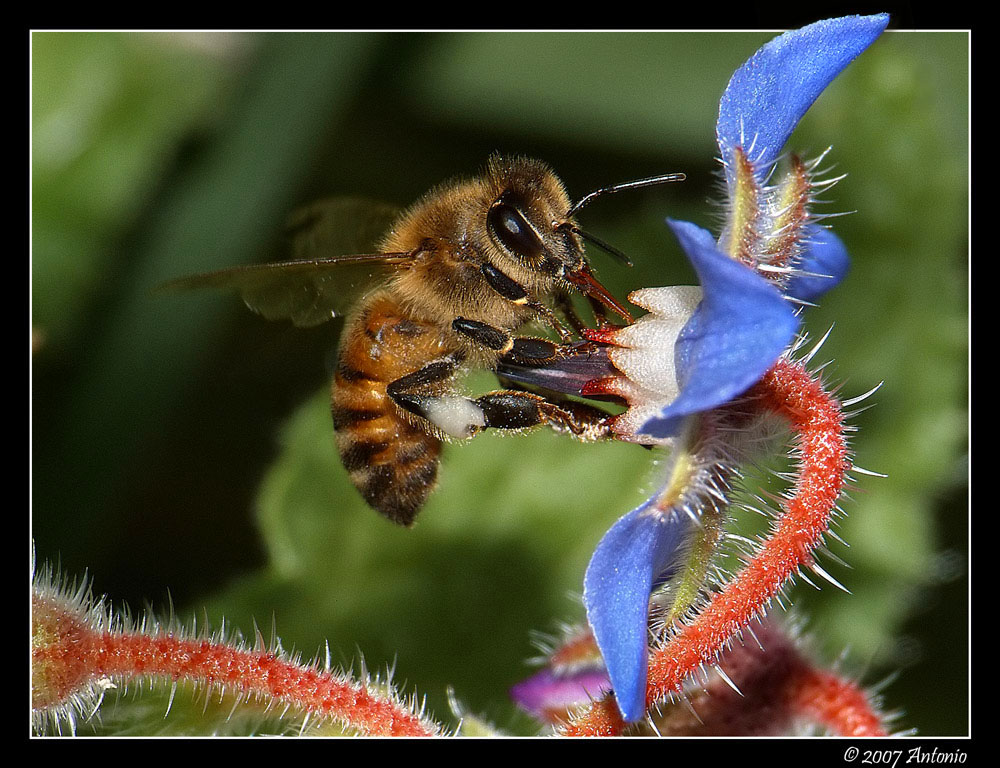 Ape su borragine