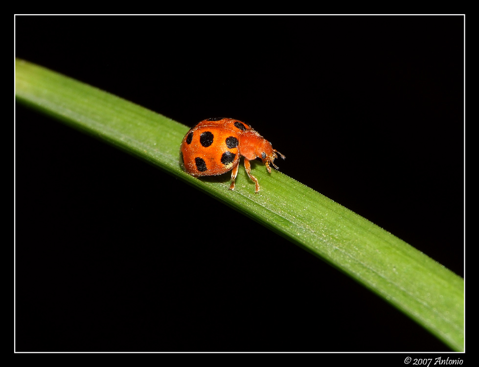 Coccinella 2