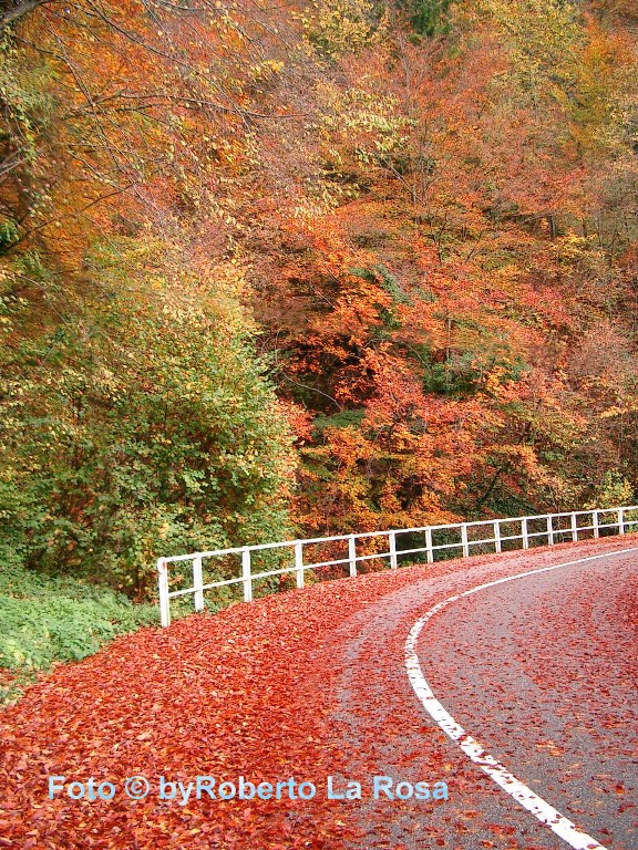 strada d'autunno