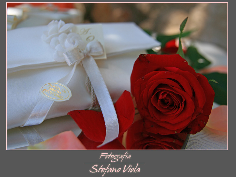 Una classica rosa...