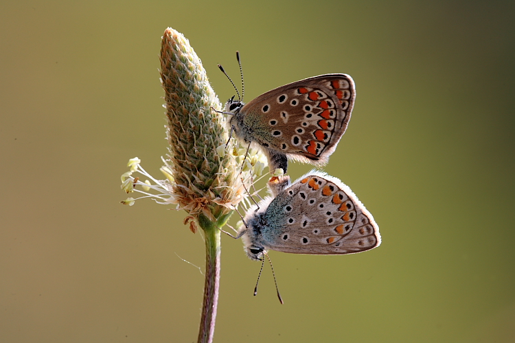 La Luce ci Appartiene