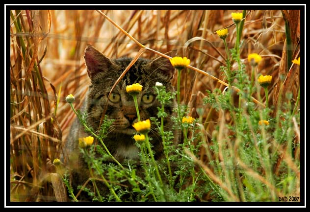 Il corteggiatore nascosto