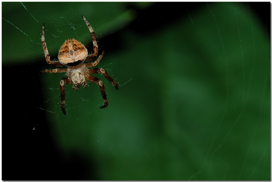 Mi manca qualcosa???????