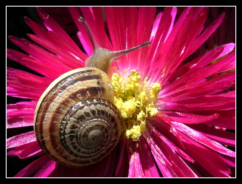 Delicata sulla corolla