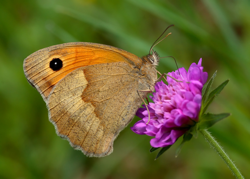 Maniola-jurtina (satiride)