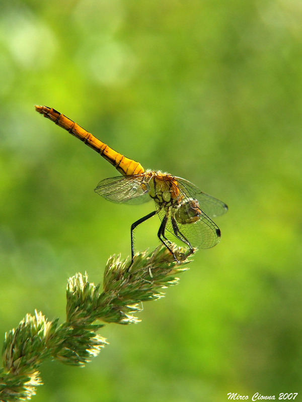Libellulina al sole
