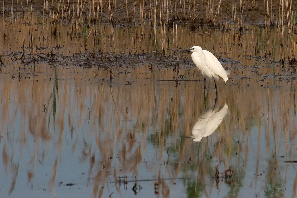 garzetta al padule di Fucecchio