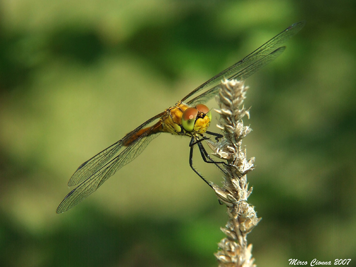 Libellula