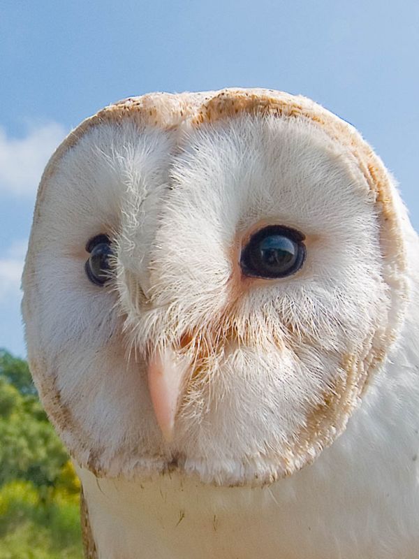 Tyto alba