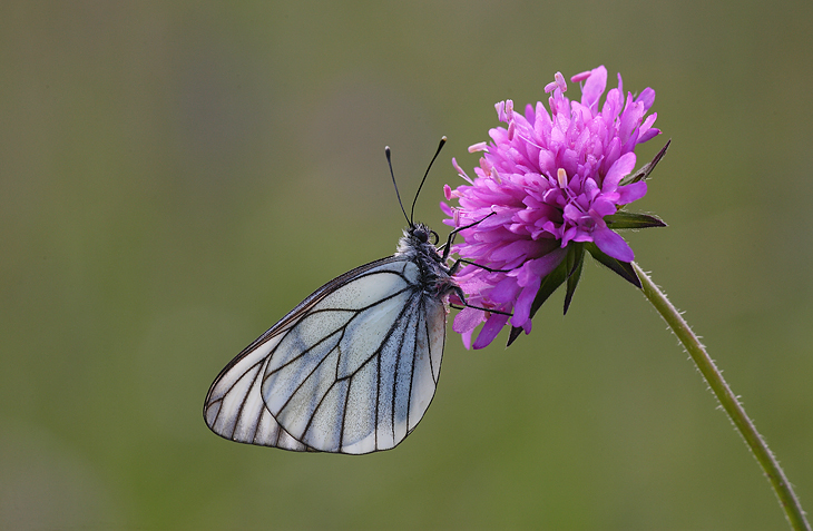 Aporia crataegi (Pieridae)