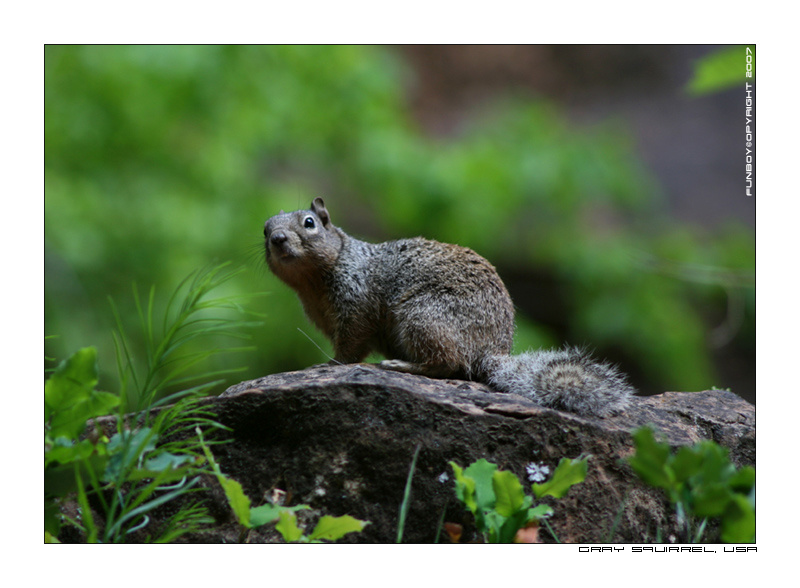 Gray Squirrel, Zion Park, USA