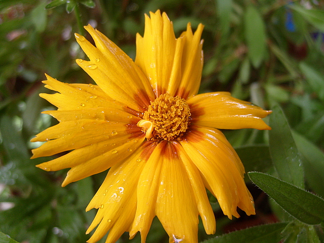 piccolo garofano giallo