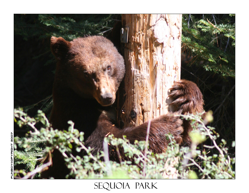 Sequoia National Park