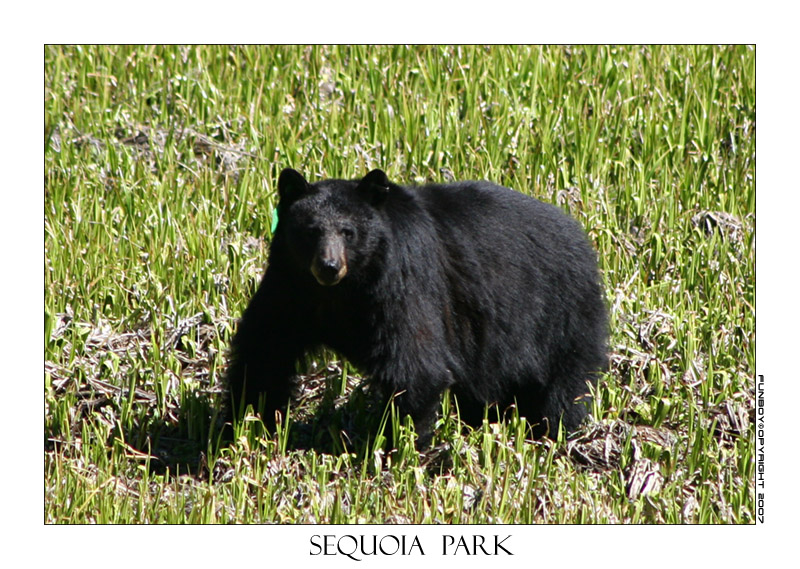 Sequoia National Park2